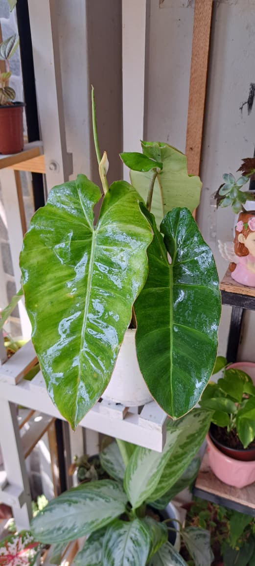 Filodendro Paraíso Verde